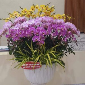 Hoa Lan Hồ ĐIệp 10
