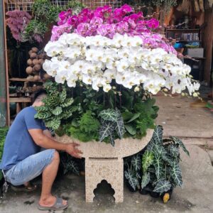 Hoa Lan Hồ ĐIệp 11