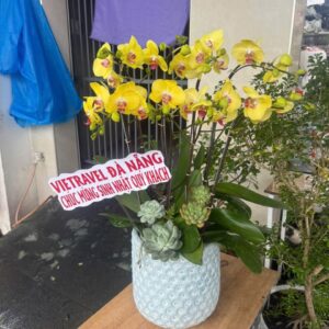 Hoa Lan Hồ ĐIệp 12