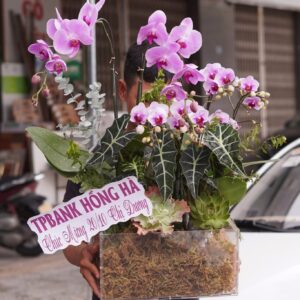 Hoa Lan Hồ ĐIệp 13