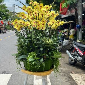 Hoa Lan Hồ ĐIệp 14