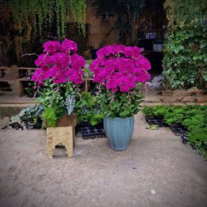 Hoa Lan Hồ ĐIệp 15