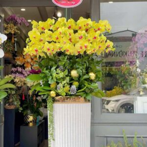 Hoa Lan Hồ ĐIệp 18