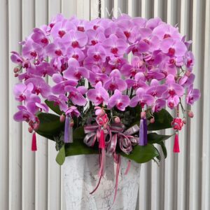 Hoa lan hồ điệp
