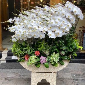 Hoa Lan Hồ ĐIệp 23
