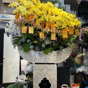 Hoa Lan Hồ ĐIệp 28