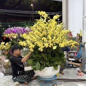 Hoa Lan Hồ ĐIệp 3