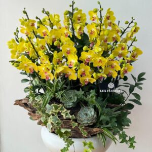 Hoa Lan Hồ ĐIệp 33