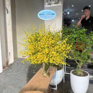 Hoa Lan Hồ ĐIệp 4