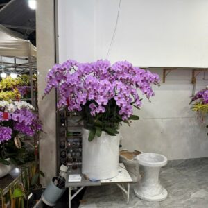 Hoa Lan Hồ ĐIệp 5