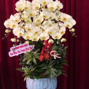 Hoa Lan Hồ ĐIệp 6
