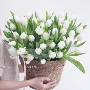 Hoa Tulip 40